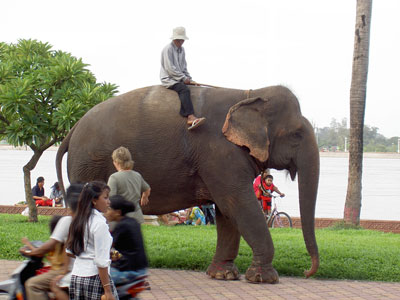 Elephant on Sisowath Quay, Phnom Penh