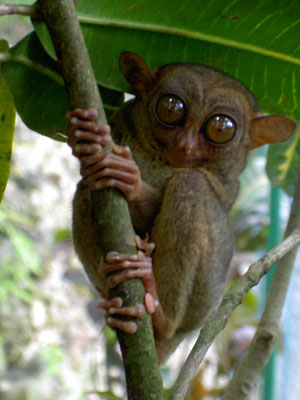 Philippine Tarsier